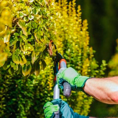 home-jardinagem-paisagismo